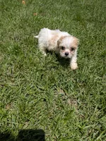 Samuel , a male Shihpoo for sale in Loxley, AL – 2 of 4