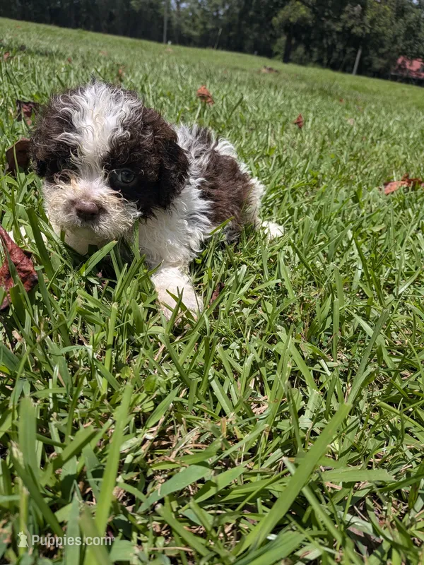 Sammy boy – Shihpoo puppy for sale in Loxley, AL