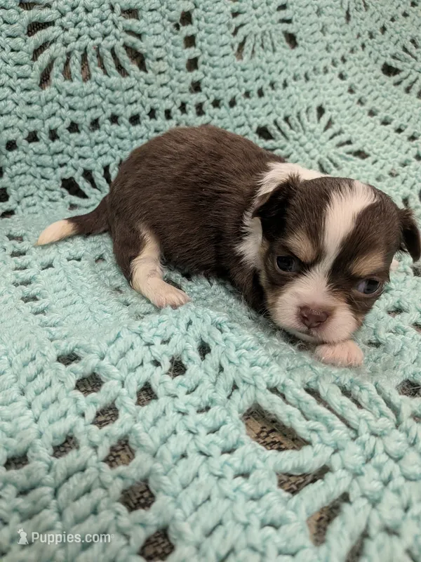 Cash  – Chihuahua puppy for sale in Loxley, AL