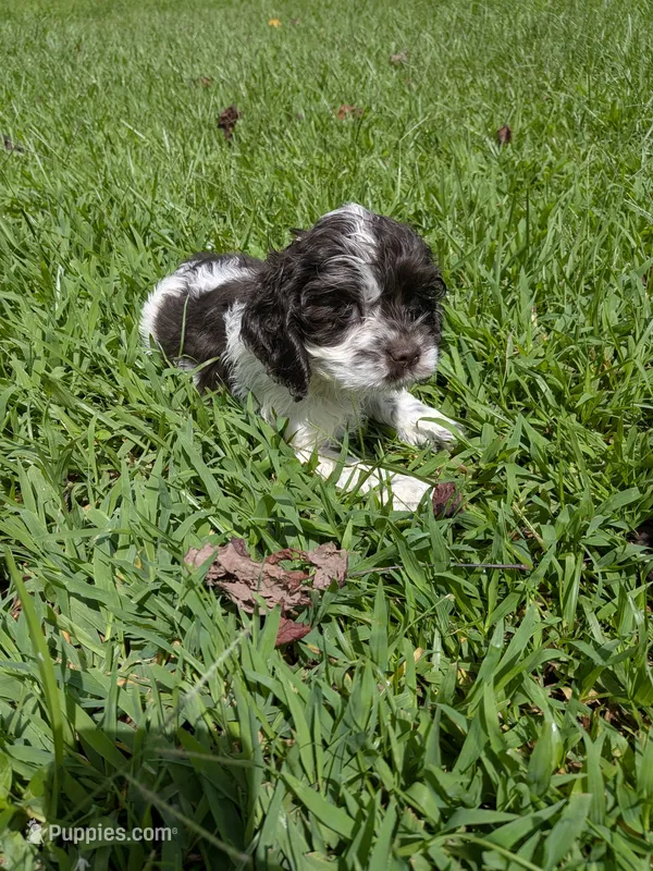 Cindy – Cocker Spaniel puppy for sale in Loxley, AL