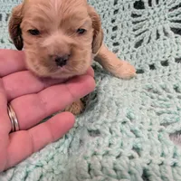 Catherine, a female Cocker Spaniel for sale in Loxley, AL – Photo 1 of 3