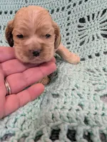 Catherine, a female Cocker Spaniel for sale in Loxley, AL – Photo 1 of 3