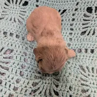 Catherine, a female Cocker Spaniel for sale in Loxley, AL – Photo 2 of 3
