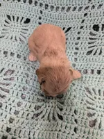 Catherine, a female Cocker Spaniel for sale in Loxley, AL – Photo 2 of 3