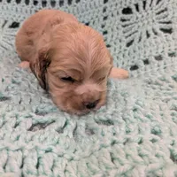 Catherine, a female Cocker Spaniel for sale in Loxley, AL – Photo 3 of 3