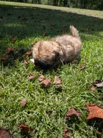 Sunny, a male Shih Tzu for sale in Loxley, AL – 2 of 4