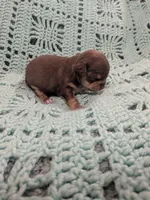 Sallie, a female Chihuahua for sale in Loxley, AL – 2 of 3
