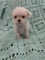 Shelly, a female Shih Tzu for sale in Loxley, AL – 3 of 3