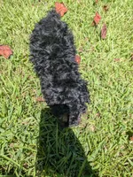 Paula, a female Poodle - Toy  for sale in Loxley, AL – 5 of 5