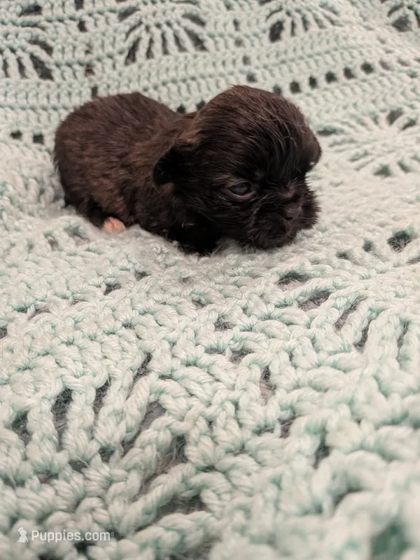 Sandy – Shih Tzu puppy for sale in Loxley, AL