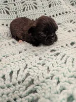 Sandy, a female Shih Tzu for sale in Loxley, AL – 1 of 1