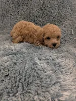 Parker, a male Poodle - Toy  for sale in Loxley, AL – Photo 5 of 5