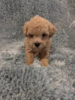 Parker, a male Poodle - Toy  for sale in Loxley, AL – Photo 2 of 5