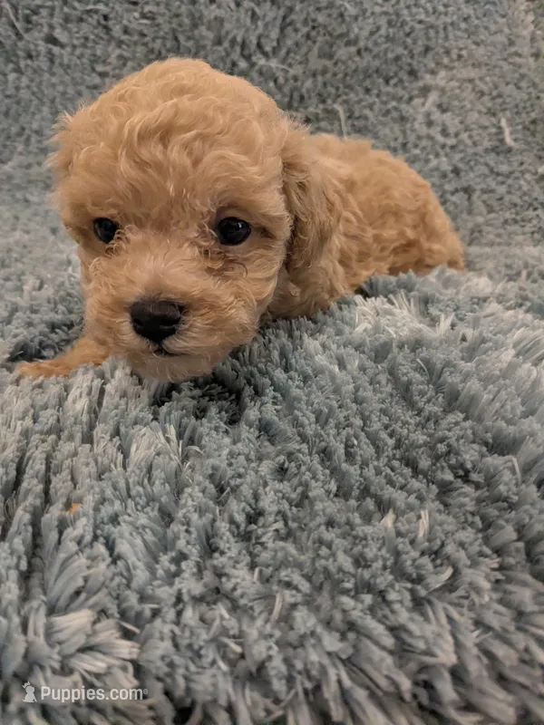 Parker – Poodle - Toy  puppy for sale in Loxley, AL