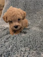 Parker, a male Poodle - Toy  for sale in Loxley, AL – Photo 3 of 5