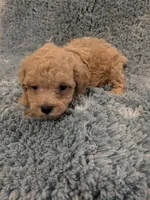 Parker, a male Poodle - Toy  for sale in Loxley, AL – Photo 4 of 5