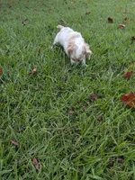 Chuck, a male Cocker Spaniel for sale in Loxley, AL – 4 of 4