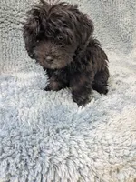 Malta , a female Maltipoo for sale in Loxley, AL – Photo 3 of 3