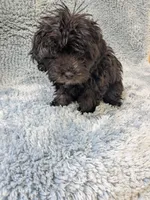 Malta , a female Maltipoo for sale in Loxley, AL – Photo 2 of 3