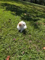 Samuel , a male Shihpoo for sale in Loxley, AL – 1 of 4
