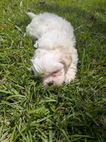 Sam, a male Shih Tzu for sale in Loxley, AL – 2 of 5