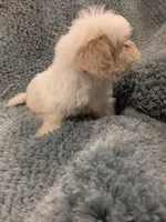 Shane, a male Shih Tzu for sale in Loxley, AL – 3 of 3