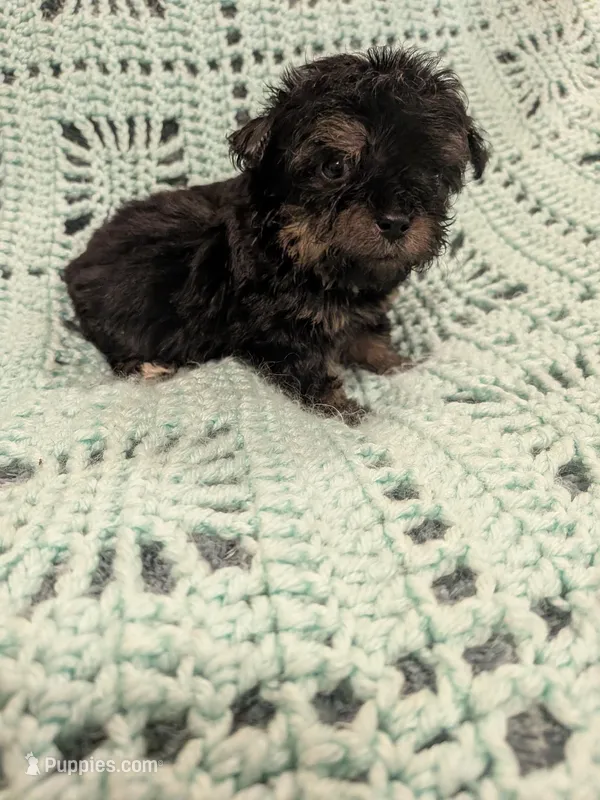 Paula – Poodle - Toy  puppy for sale in Loxley, AL