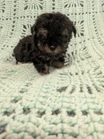 Paula, a female Poodle - Toy  for sale in Loxley, AL – Photo 3 of 3
