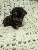 Paula, a female Poodle - Toy  for sale in Loxley, AL – Photo 2 of 3