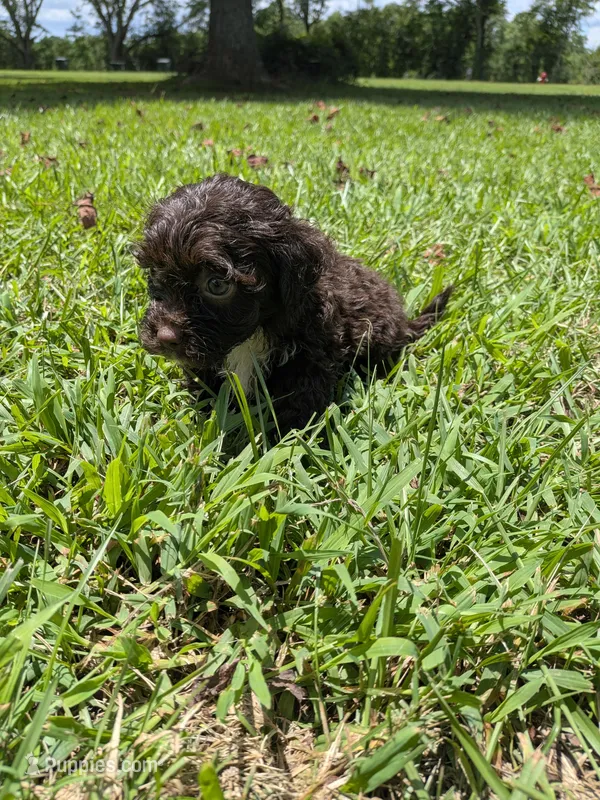 Sandra – Shihpoo puppy for sale in Loxley, AL