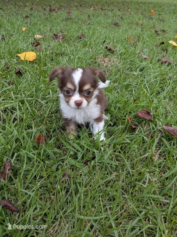 Cash – Chihuahua puppy for sale in Loxley, AL