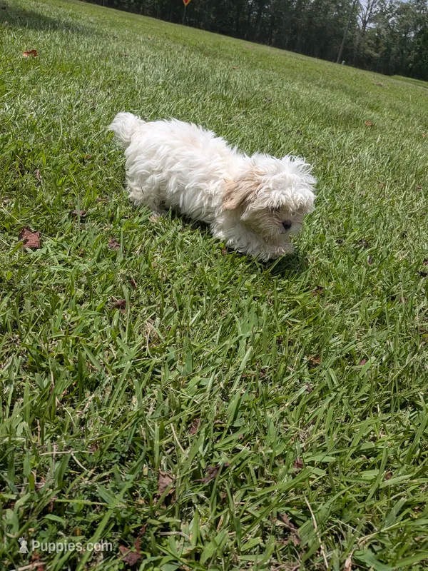 Shay – Shih Tzu puppy for sale in Loxley, AL