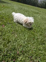 Shay, a female Shih Tzu for sale in Loxley, AL – 1 of 5