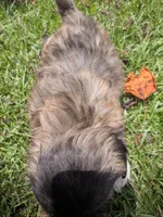 Shane, a male Shih Tzu for sale in Loxley, AL – 2 of 5