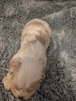 Charles , a male Cocker Spaniel for sale in Loxley, AL – 3 of 3