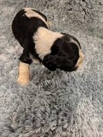 Cam, a male Cocker Spaniel for sale in Loxley, AL – 3 of 4