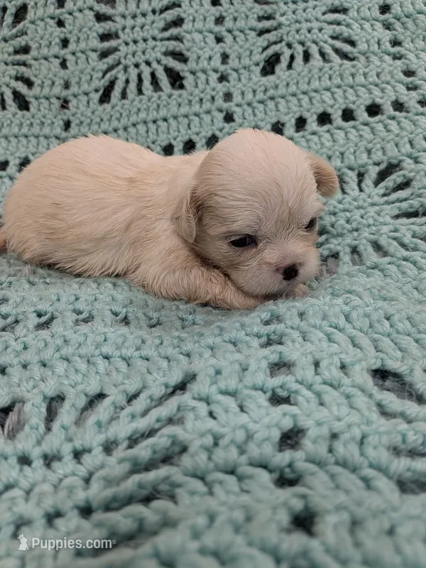 Sunny, a female Shih Tzu for sale in Loxley, AL – 1 of 2