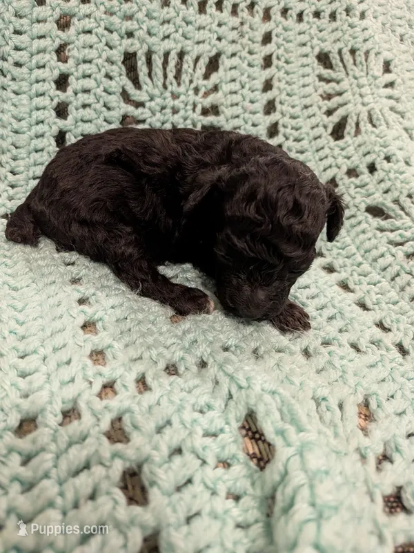 Marge – Maltipoo puppy for sale in Loxley, AL