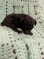 Marge, a female Maltipoo for sale in Loxley, AL – 1 of 3