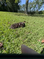 Chuck, a male Cocker Spaniel for sale in Loxley, AL – 2 of 4