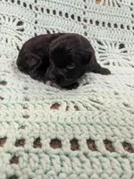 Mary, a female Maltipoo for sale in Loxley, AL – Photo 2 of 3