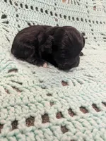 Mary, a female Maltipoo for sale in Loxley, AL – Photo 1 of 3