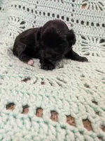 Mary, a female Maltipoo for sale in Loxley, AL – Photo 3 of 3