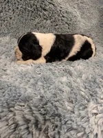 Cam, a male Cocker Spaniel for sale in Loxley, AL – 2 of 4
