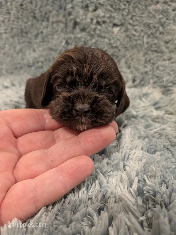 Cash  – Cocker Spaniel puppy for sale in Loxley, AL