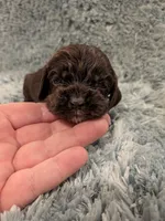 Cash , a male Cocker Spaniel for sale in Loxley, AL – 1 of 3