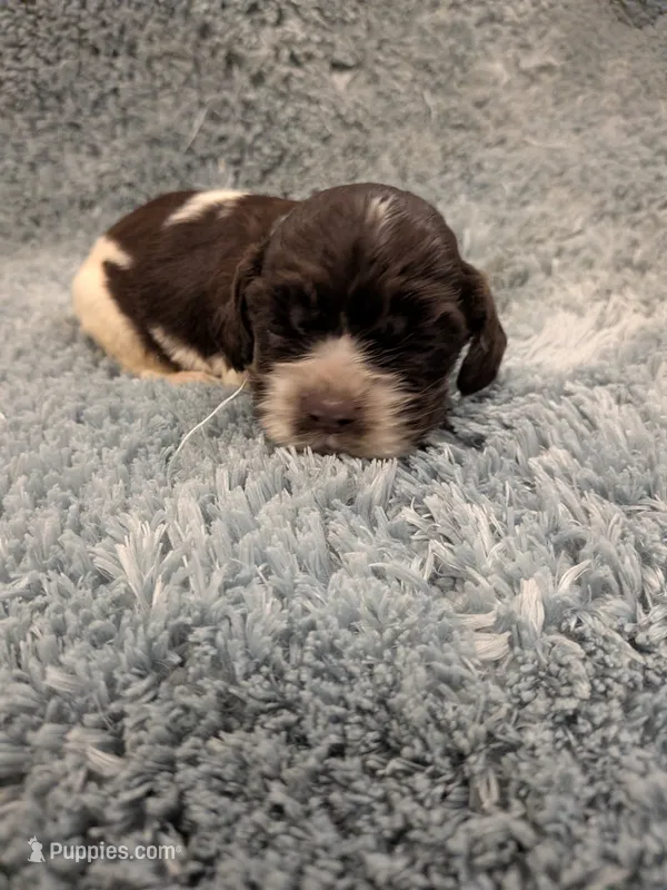 Chris – Cocker Spaniel puppy for sale in Loxley, AL