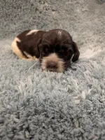 Chris, a male Cocker Spaniel for sale in Loxley, AL – 1 of 3