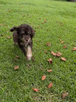 Peter, a male Poodle - Toy  for sale in Loxley, AL – 5 of 5