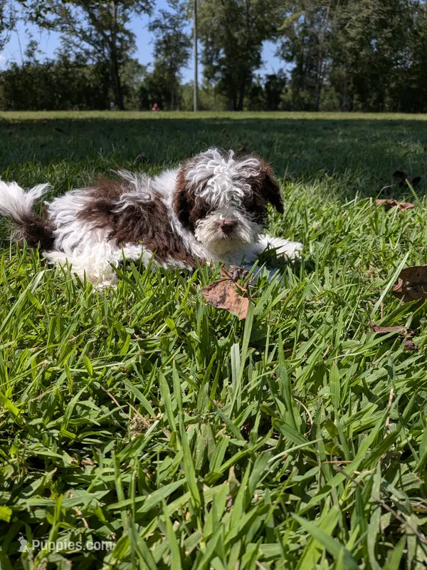 Sammy boy – Shihpoo puppy for sale in Loxley, AL